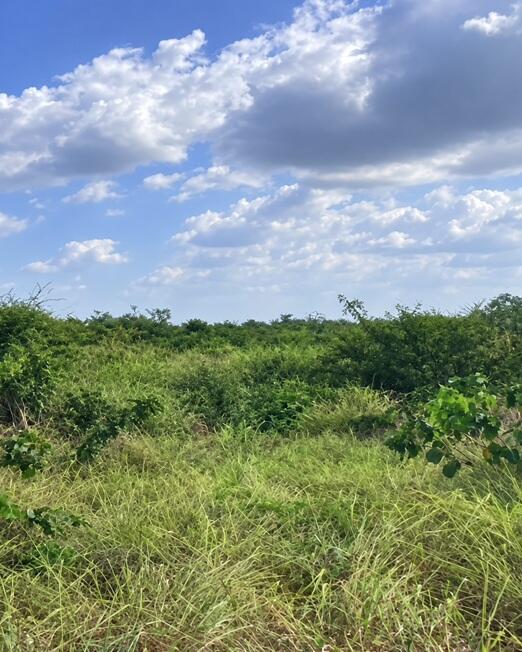 Bela Vista do Maranhão-MA. Área Rural c/ 56.4029ha, denominada Fazenda Rangel, r