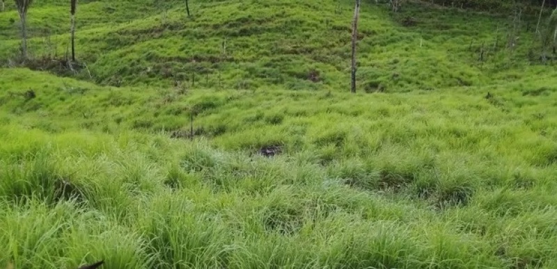 FAZENDA SÃO JOSÉ, SITUADA NO POVOADO PEDRO MIGUEL, ZONA RURAL DE SANTA LUZIA-MA COM ÁREA 101.02ha.