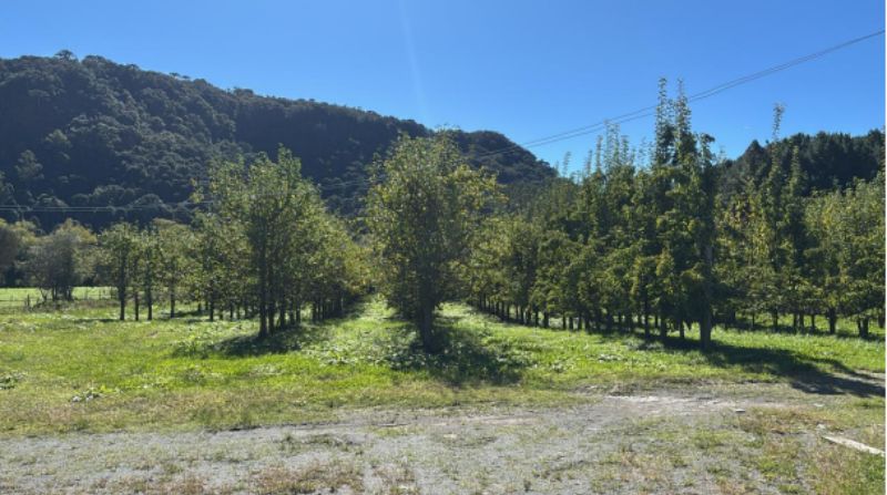 Imóvel matrícula nº 7.407 do ORI desta Comarca: Terreno rural, para agricultura, contendo pomar de macieiras e câmara frigorífica para…